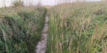 «Erbacce, incuria e cinghiali in villeggiatura, via Grecale è un luogo dimenticato»