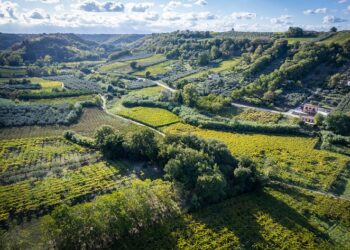 La Cantina Frentana di Rocca San Giovanni tra le 20 migliori cooperative d’Italia