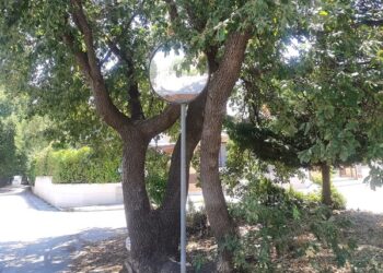 «Salviamo la storica quercia di via dei Cascella, il Comune vuole abbatterla»