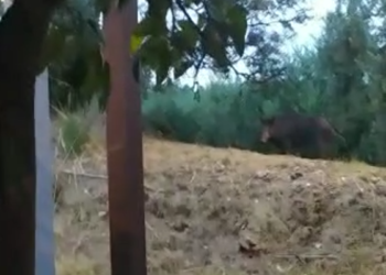 Emergenza cinghiali dal centro storico alla costa: «A piedi o in bici non si va più tranquilli»