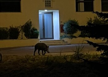 Emergenza cinghiali dal centro storico alla costa: «A piedi o in bici non si va più tranquilli»