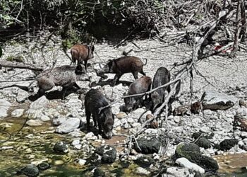 Rocca S. Giovanni e San Vito: funziona il piano di controllo dei cinghiali