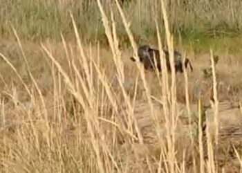 «Cinghiali tra le dune. Se non si possono abbattere perché l’area è protetta, si mettano le gabbie»