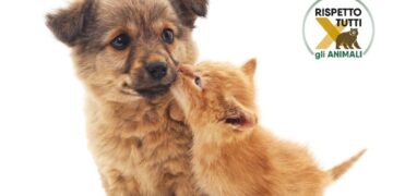 Lotta a randagismo e abbandono dei cuccioli: a Vasto la campagna “Se li ami davvero falli sterilizzare”