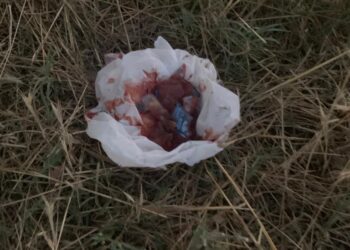 Esche killer per strada: cibo pieno di vetri e pietre per uccidere i cani. È un reato