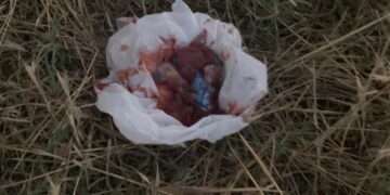 Esche killer per strada: cibo pieno di vetri e pietre per uccidere i cani. È un reato