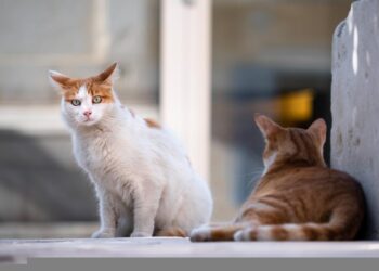 Abbandono e violenze sugli animali, attivato indirizzo e-mail per la segnalazione di emergenze