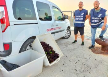 Pescano illegalmente cinquecento ricci di mare: scatta la multa di 2mila euro