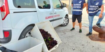 Pescano illegalmente cinquecento ricci di mare: scatta la multa di 2mila euro