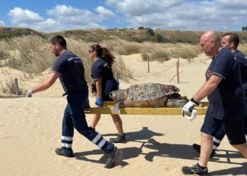 Spiaggia di Punta Penna, a riva grossa tartaruga morta recuperata dalla Protezione civile