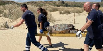 Spiaggia di Punta Penna, a riva grossa tartaruga morta recuperata dalla Protezione civile
