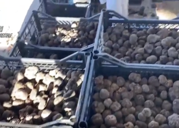 Irregolarità nella raccolta e vendita dei tartufi: sanzioni per 50mila euro