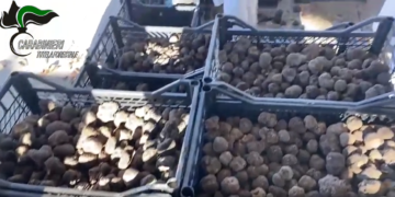 Irregolarità nella raccolta e vendita dei tartufi: sanzioni per 50mila euro