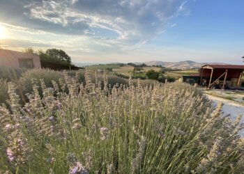 Con il Fai una visita in fattoria al “profumo di lavanda”