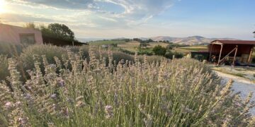 Con il Fai una visita in fattoria al “profumo di lavanda”
