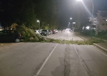 Albero cade su due auto parcheggiate, residenti: pericolo segnalato più volte al Comune