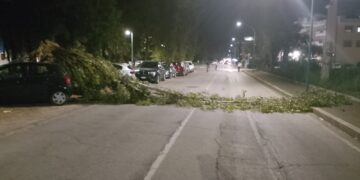 Albero cade su due auto parcheggiate, residenti: pericolo segnalato più volte al Comune