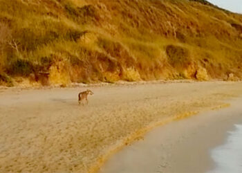 Turista morsa a Punta Aderci, il caso sul tavolo degli esperti: «Necessario identificare l’animale»