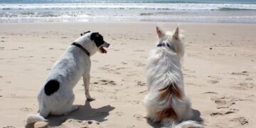 In spiaggia con gli animale d’affezione: a Vasto disponibili quattro aree pubbliche