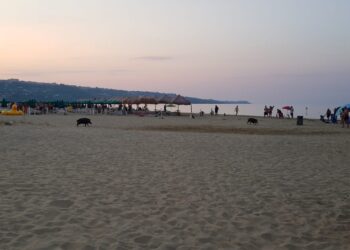 Cinghiali in spiaggia «problema di decoro e sicurezza. Servono soluzioni immediate e concrete»