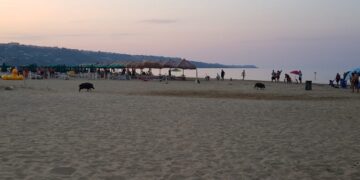 Cinghiali in spiaggia «problema di decoro e sicurezza. Servono soluzioni immediate e concrete»