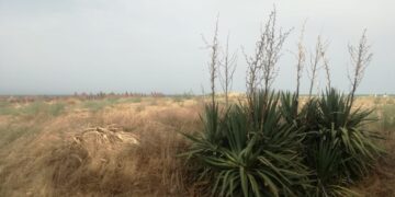 Tutelare le dune durante il concerto: il pubblico del Jova non passerà sulla pista ciclabile