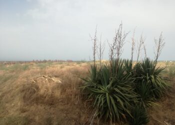 Tutelare le dune durante il concerto: il pubblico del Jova non passerà sulla pista ciclabile