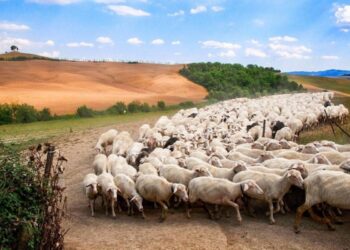 L’Aquila: approvato il progetto Transumanza e Tratturi