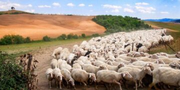 L’Aquila: approvato il progetto Transumanza e Tratturi