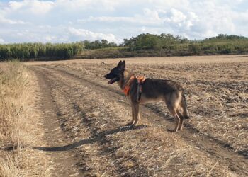 «Grazie alla Protezione civile per aver ritrovato il cane Uriele: avete regalato un sorriso a mia madre»