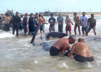 2014-2022: otto anni fa la commovente lotta contro il tempo per salvare i capodogli spiaggiati