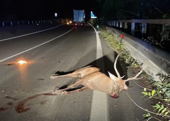 Incidente notturno sulla Trignina: cervo sbuca dalla vegetazione e finisce contro un’auto