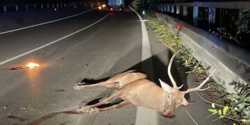 Incidente notturno sulla Trignina: cervo sbuca dalla vegetazione e finisce contro un’auto