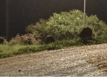 Zona San Nicola invasa dai cinghiali: «Si faccia qualcosa»