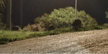 Zona San Nicola invasa dai cinghiali: «Si faccia qualcosa»