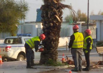 La moria non è finita: altra palma abbattuta. Si pensa ad alberi diversi per sostituire quelli secchi