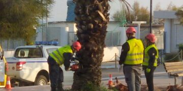 La moria non è finita: altra palma abbattuta. Si pensa ad alberi diversi per sostituire quelli secchi