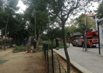 Albero pericolante nel parco Ciccarone, pompieri intervengono con l’autoscala