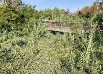 La “giungla” nel Buonanotte e il rischio alluvioni, «Preoccupati, chiederemo incontro alla Regione»