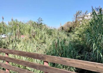 La “giungla” nel Buonanotte e il rischio alluvioni, «Preoccupati, chiederemo incontro alla Regione»