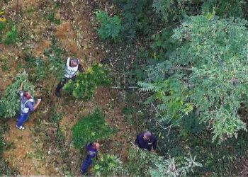 Sequestrate dalla guardia di finanza coltivazioni illecite di canapa indiana tra Miglianico e Tollo