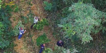 Sequestrate dalla guardia di finanza coltivazioni illecite di canapa indiana tra Miglianico e Tollo