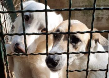 Incontro Comune-associazioni: «Entro un mese in Consiglio progetto del nuovo canile»