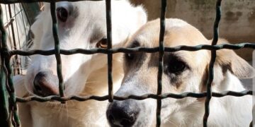 Incontro Comune-associazioni: «Entro un mese in Consiglio progetto del nuovo canile»