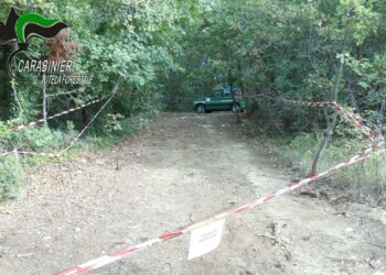 Taglia alberi per creare una strada nel bosco, un uomo denunciato a Fresagrandinaria