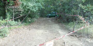 Taglia alberi per creare una strada nel bosco, un uomo denunciato a Fresagrandinaria