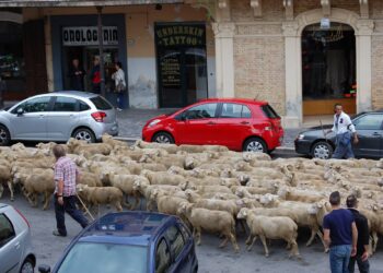 Tratturo Magno: la carovana di camminanti e pastori arriva in città