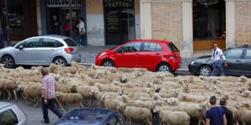 Tratturo Magno: la carovana di camminanti e pastori arriva in città