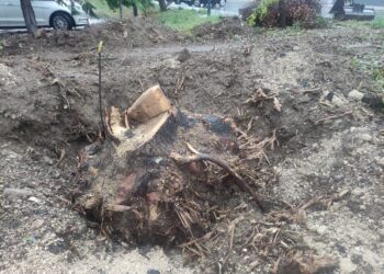 Addio all’antica quercia, «nelle città degne di questo nome, gli alberi si salvano»