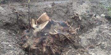 Addio all’antica quercia, «nelle città degne di questo nome, gli alberi si salvano»